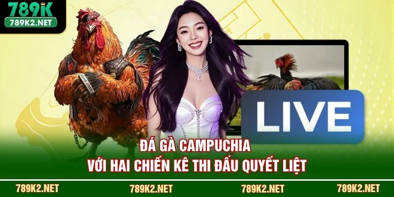 Đá gà Campuchia với hai chiến kê thi đấu quyết liệt