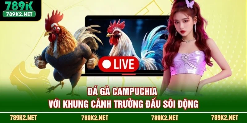Đá gà Campuchia với khung cảnh trường đấu sôi động
