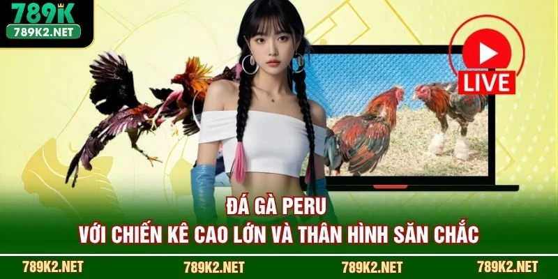 Đá gà Peru với chiến kê cao lớn và thân hình săn chắc
