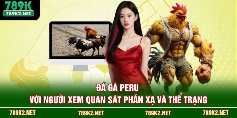 Đá gà Peru với người xem quan sát phản xạ và thể trạng